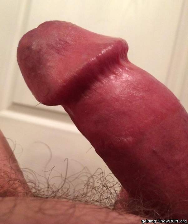 Photo of a private part from gelding