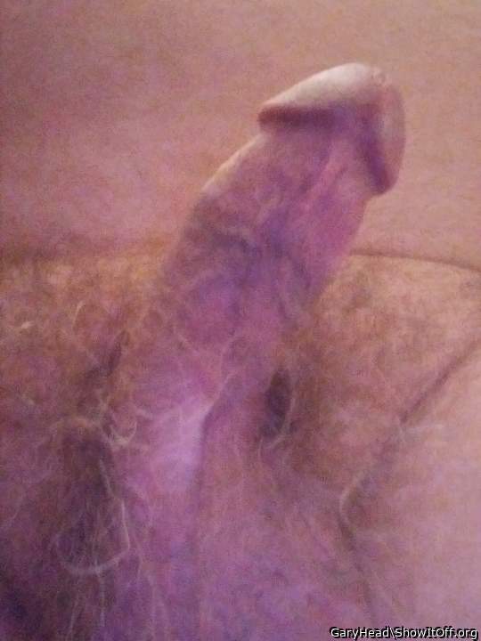 Photo of a lizard from GaryHead