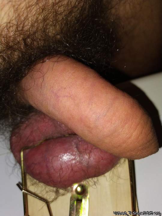 Rat Trap