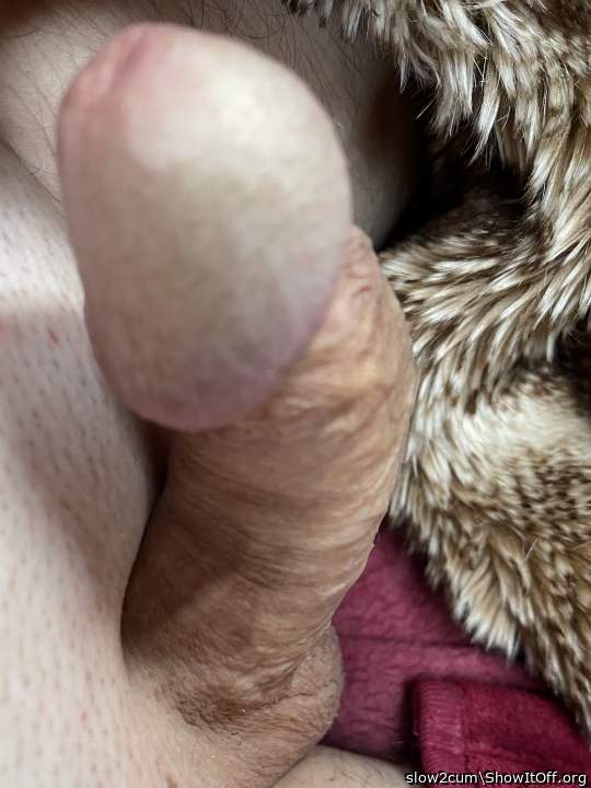 Photo of a python from slow2cum