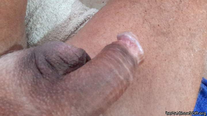 Photo of a lizard from Bertie
