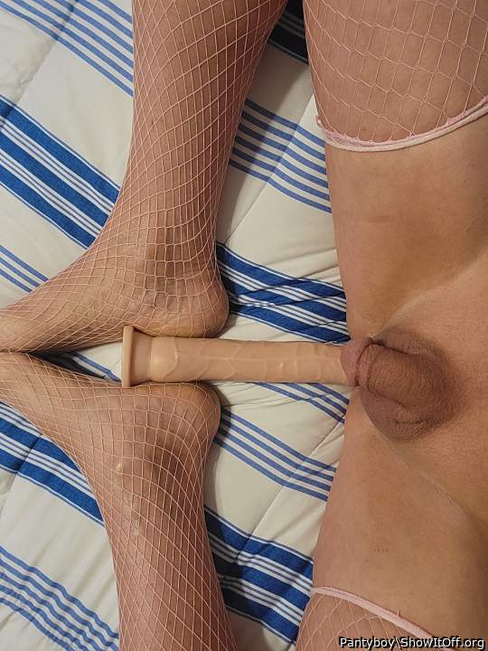Photo of a weasel from Pantyboy