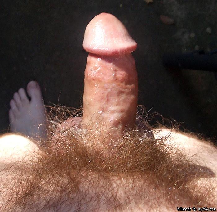 Photo of a cavalier from billycat