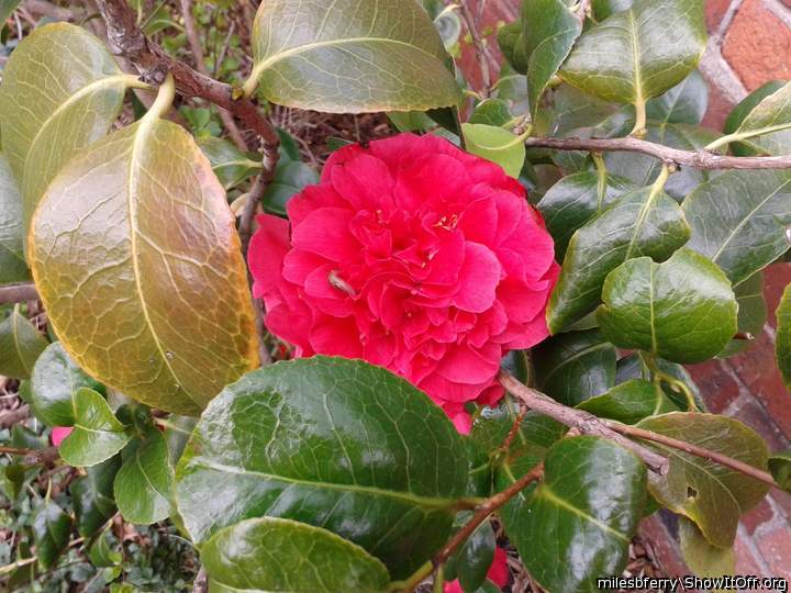 An Unknown Flower