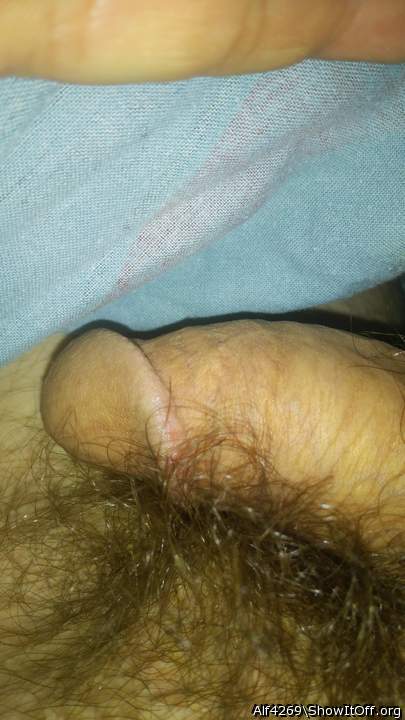 Photo of a middle leg from Alf4269