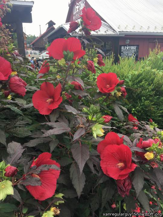 Similar to a hibiscus