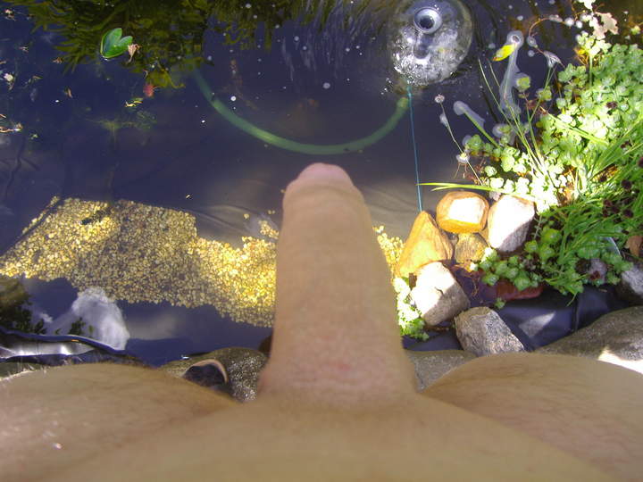 Photo of a hot dog from stecher