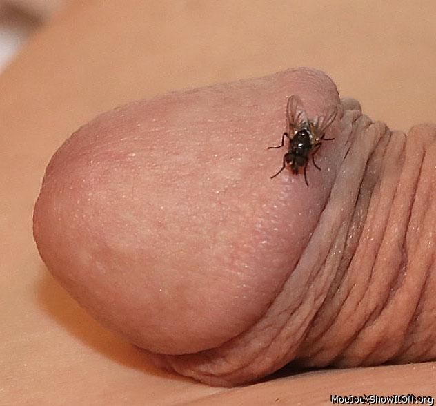 A fly visits my penis....