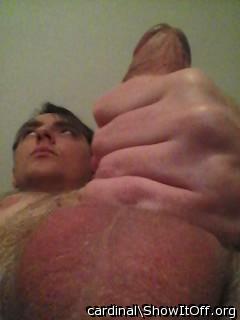 Adult image from cardinal