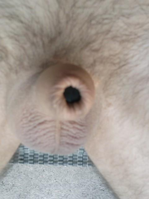 Photo of a tool from yardog319