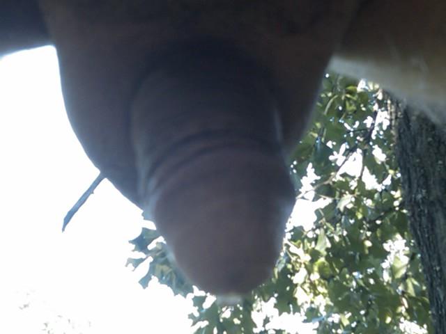 Photo of a cavalier from yardog319