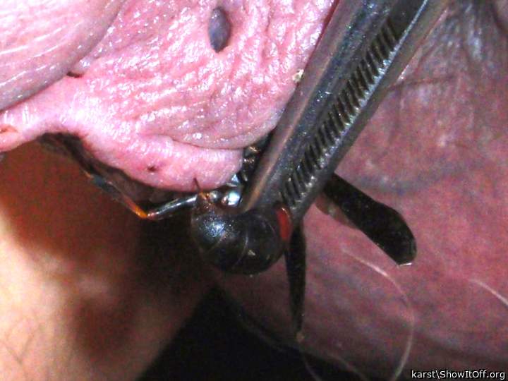 Photo of a purple headed monster from karst