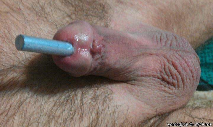 Photo of a wiener from yardog319