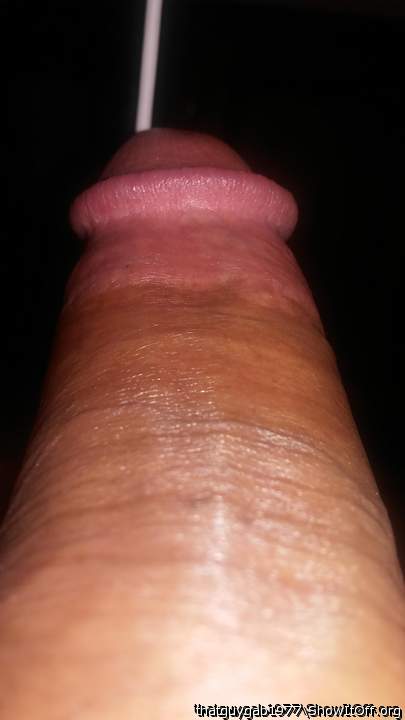 Photo of a cavalier from thatguygab1977