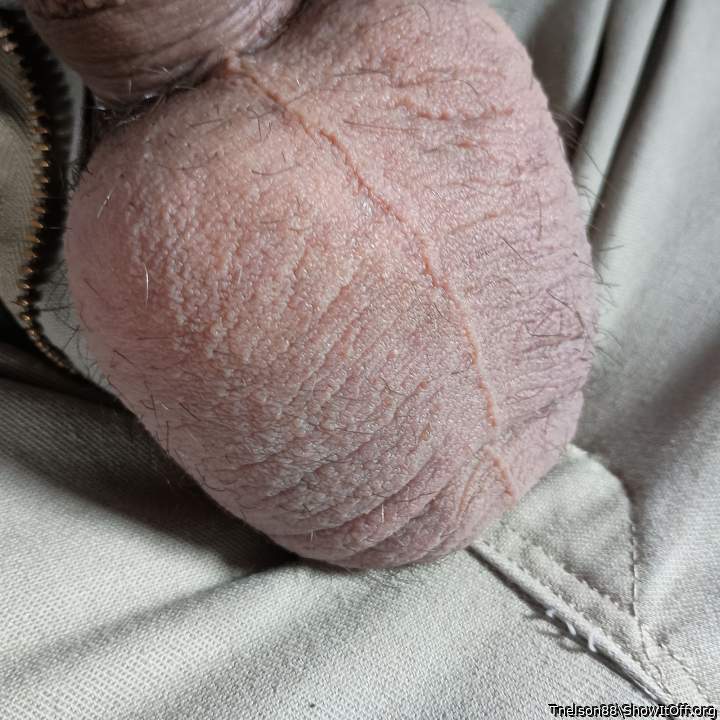 Photo of a lizard from Tnelson88