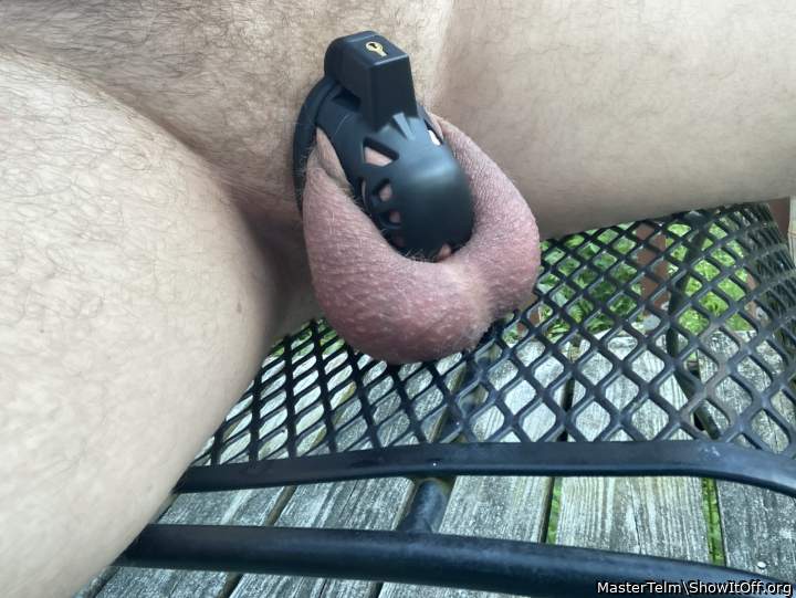 Photo of a python from MasterTelm