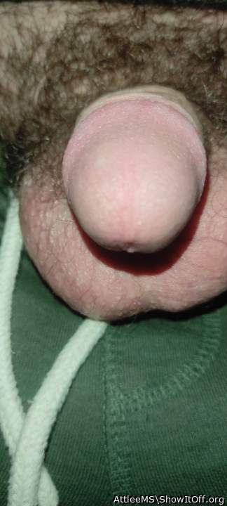 Photo of a cavalier from AttleeMS