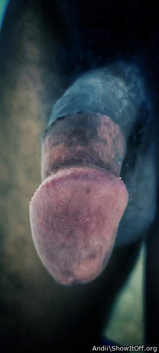 Photo of a cavalier from Andii