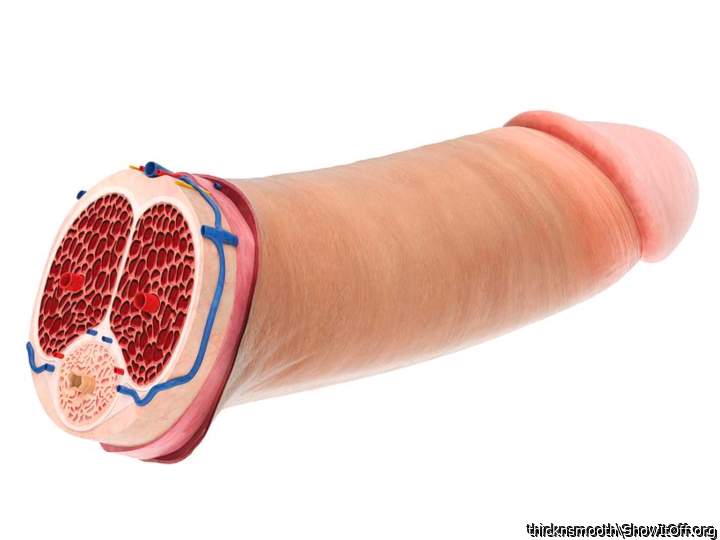 Photo of a penile from thicknsmooth