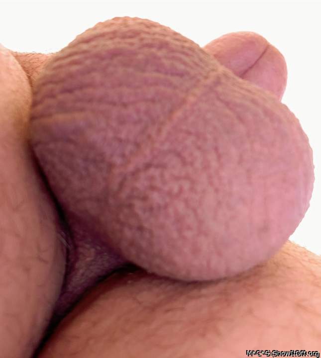 Photo of a lizard from M*C*S