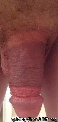 Photo of a weasel from gelding