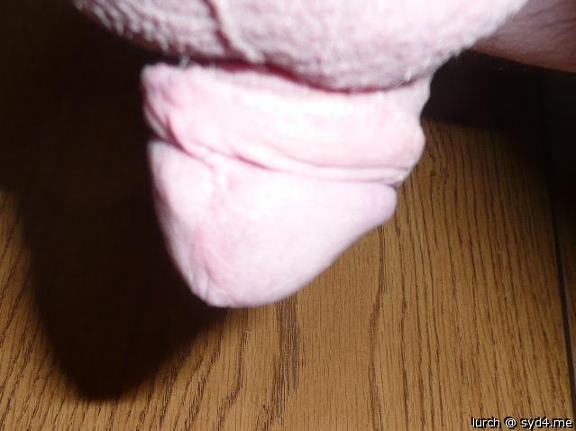 Photo of a lizard from lurch