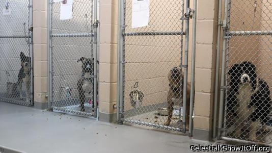 Pet Prison AKA The Pound. Too Often It's DEATH ROW.