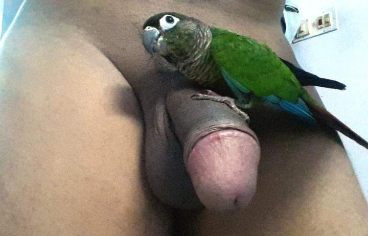 Two really nice birds