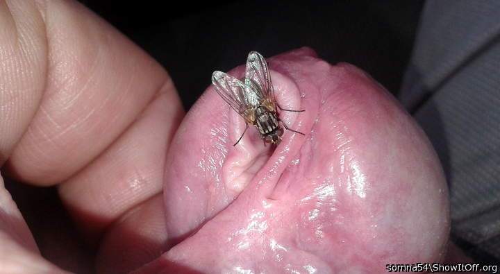 Fly n PA hole
