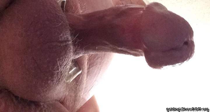Photo of a phallus from gelding