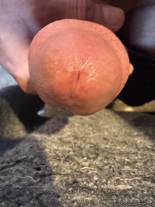 Photo of a horn from Wkdbud