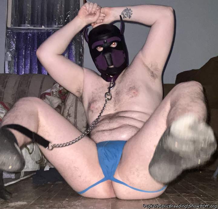 Photo of a cock from PupForPublicBreeding