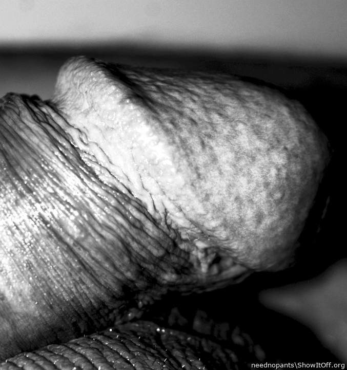 Photo of a lizard from neednopants