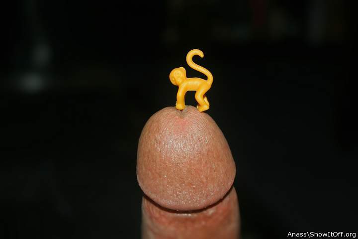 Photo of a bald-headed mouse from Anass
