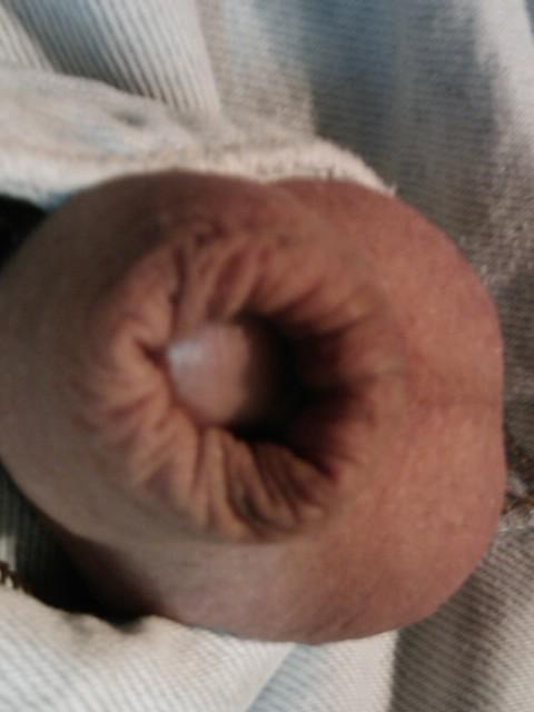 Photo of a cock from yardog319