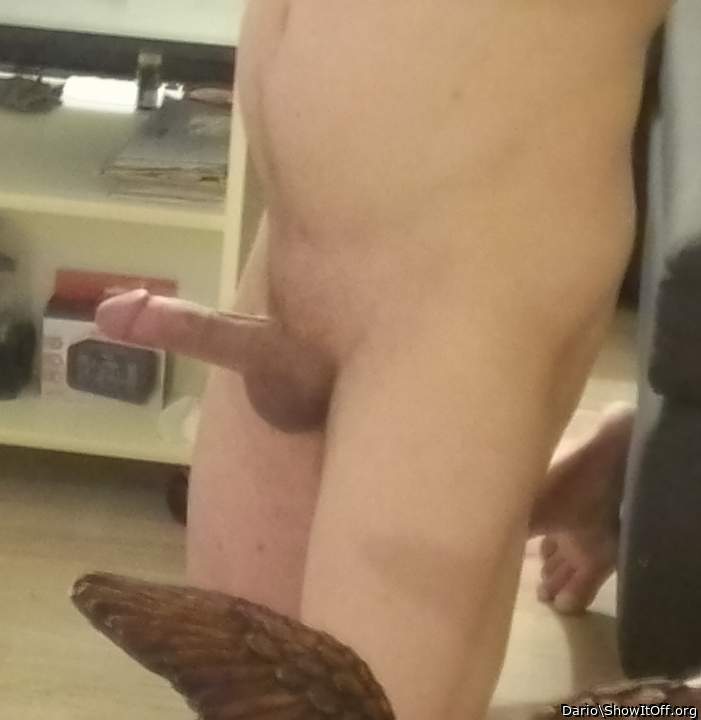 Photo of a lizard from Dario