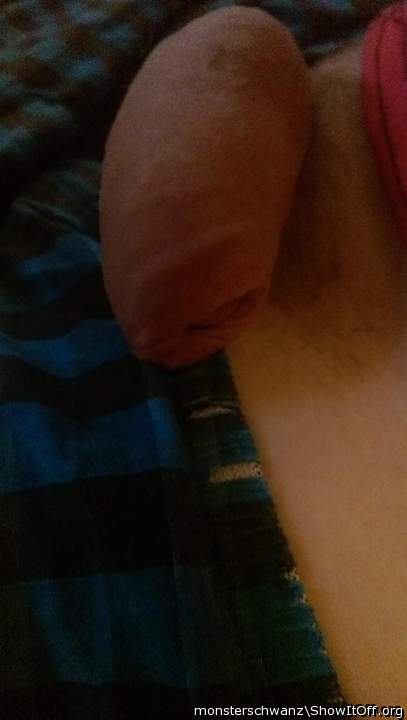 Photo of a bat from monsterschwanz