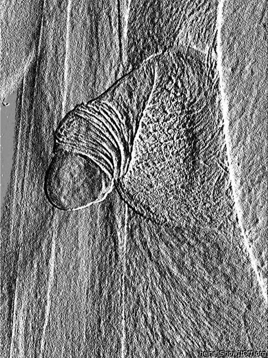 Photo of a sausage from heine