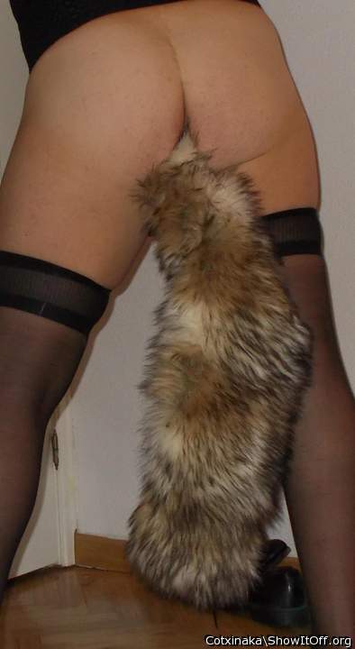 Foxtail_01