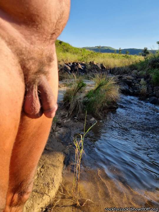 Photo of a cock from cockforcock