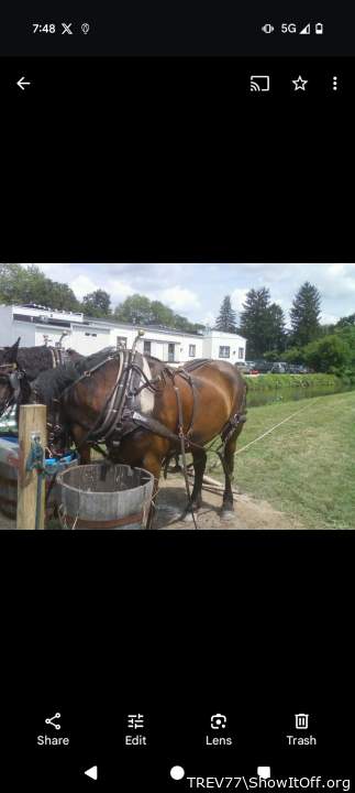 Horsey