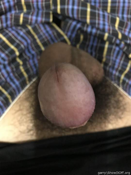 Photo of a bat from Garry