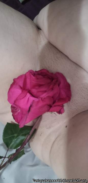 Your rose is in bloom