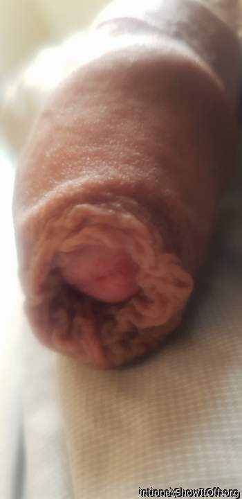 Photo of a middle leg from intione