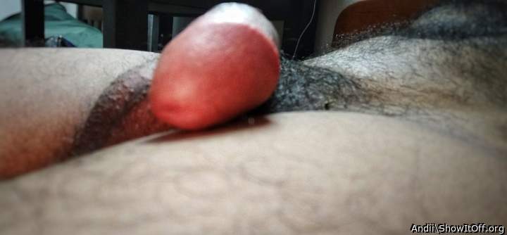 Photo of a lizard from Andii