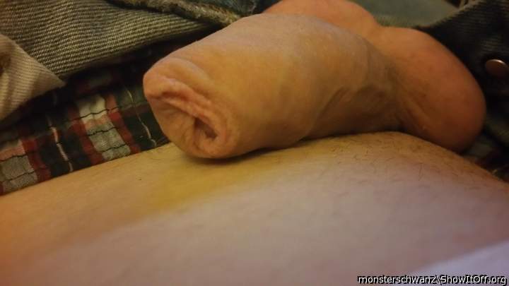 Photo of a lizard from monsterschwanz
