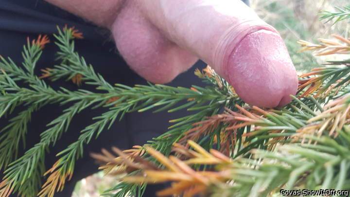 Photo of a bat from covas