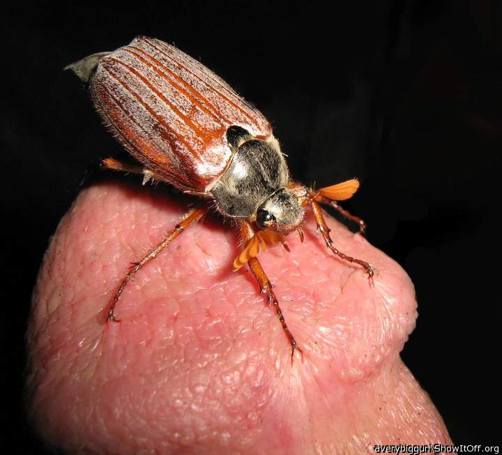 Beetle