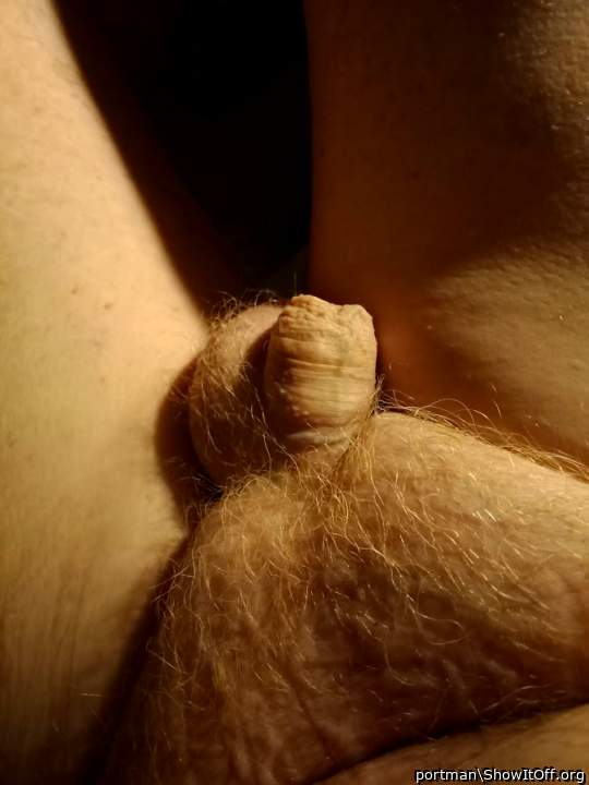 New Year ginger bush