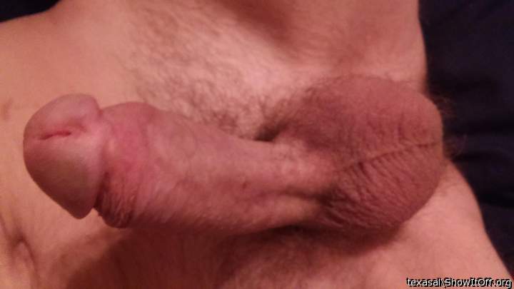 Photo of a cavalier from texasal
